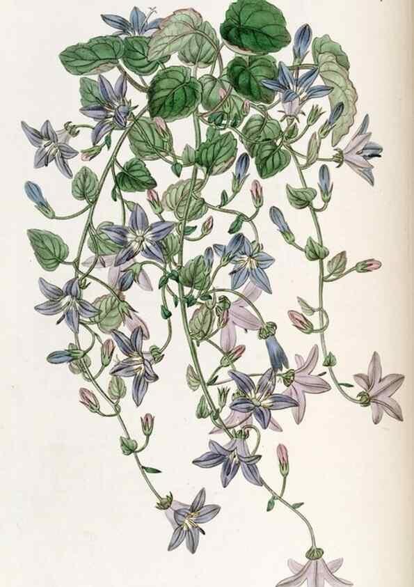 Reproducción/Reproduction 49822490691: Edwards's botanical register.. London :James Ridgway,1829-1847.. 