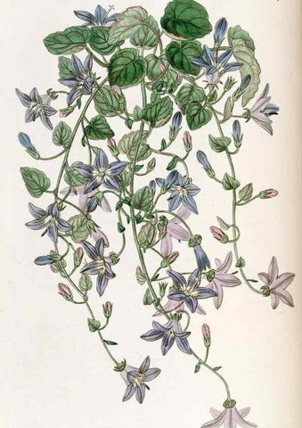 Reproducción/Reproduction 49822490691: Edwards's botanical register.. London :James Ridgway,1829-1847.. 