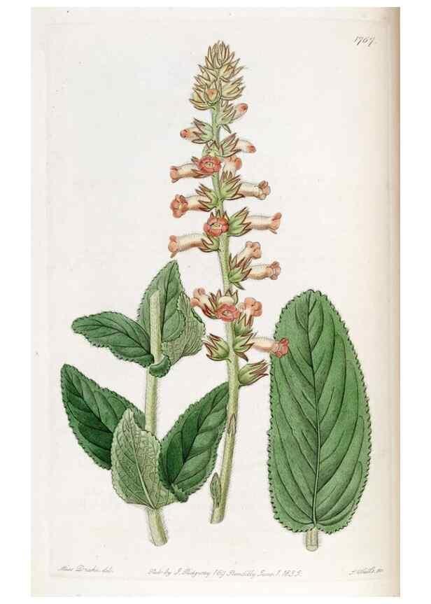Reproducción/Reproduction 49821951398: Edwards's botanical register.. London :James Ridgway,1829-1847.. 