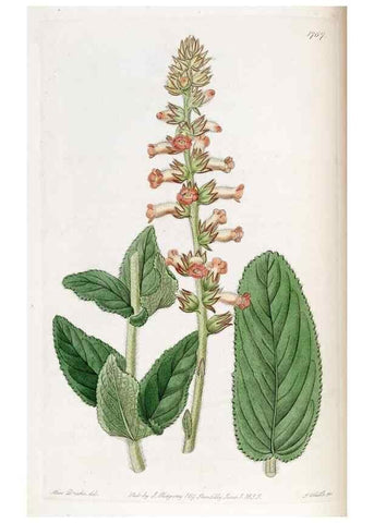 Reproducción/Reproduction 49821951398: Edwards's botanical register.. London :James Ridgway,1829-1847.. 