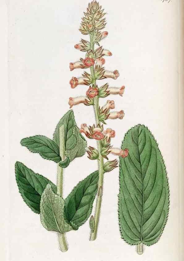 Reproducción/Reproduction 49821951398: Edwards's botanical register.. London :James Ridgway,1829-1847.. 