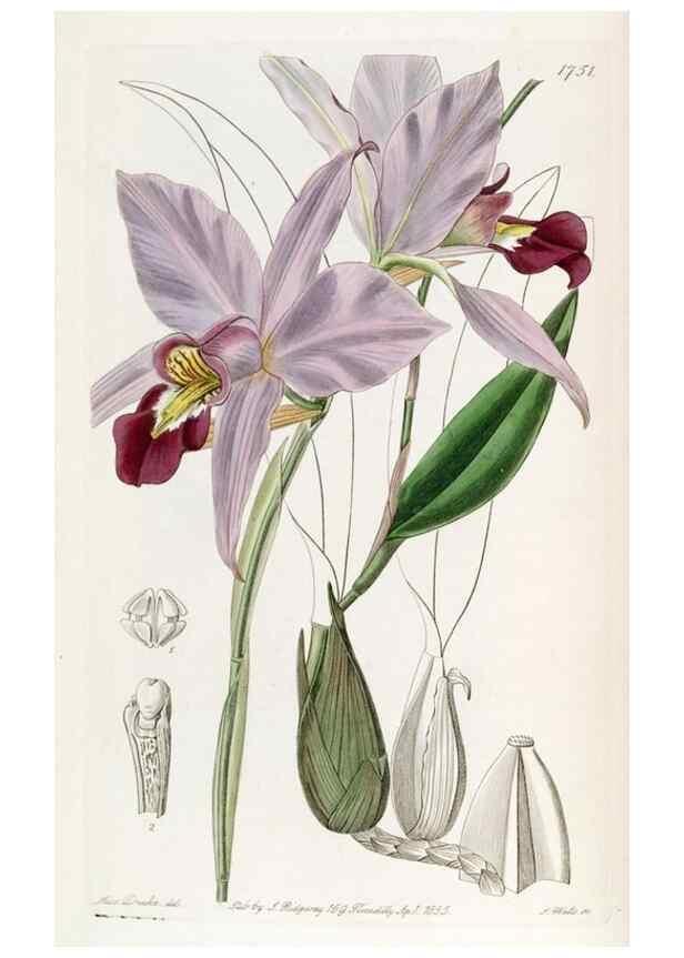 Reproducción/Reproduction 49821945208: Edwards's botanical register.. London :James Ridgway,1829-1847.. 
