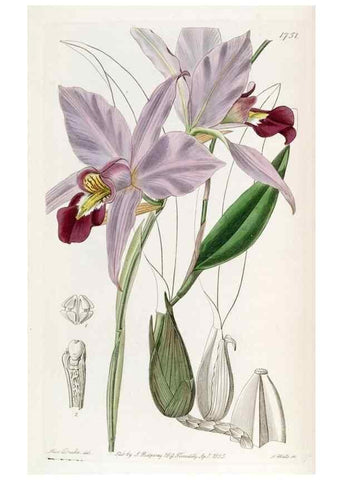 Reproducción/Reproduction 49821945208: Edwards's botanical register.. London :James Ridgway,1829-1847.. 
