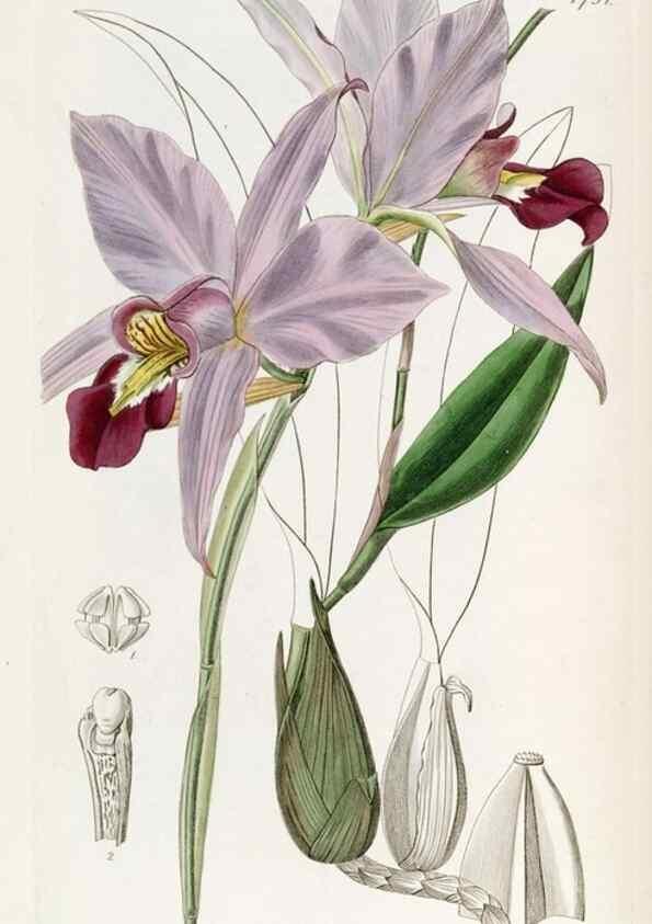 Reproducción/Reproduction 49821945208: Edwards's botanical register.. London :James Ridgway,1829-1847.. 