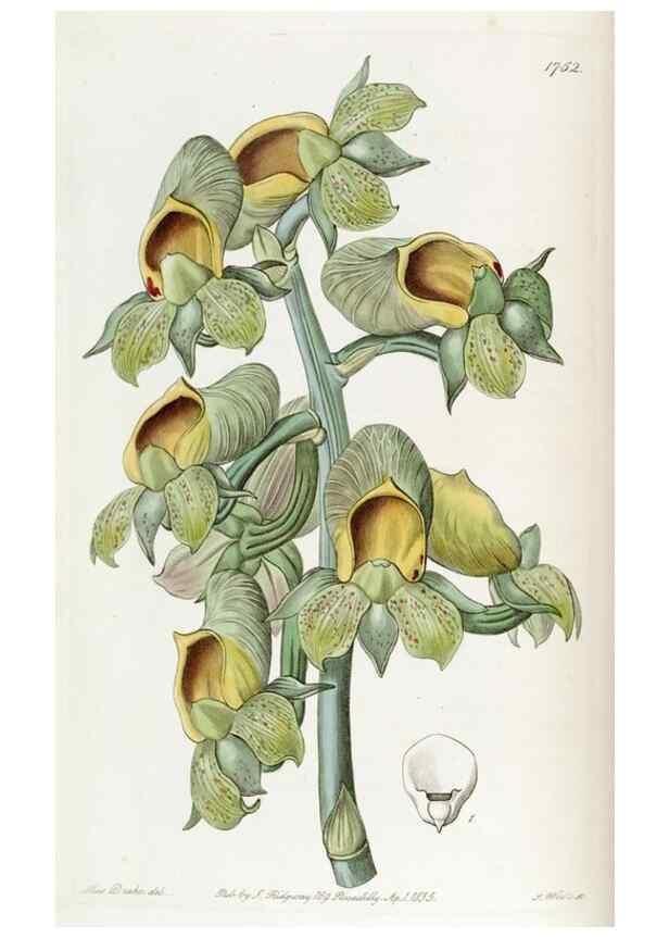 Reproducción/Reproduction 49822796802: Edwards's botanical register.. London :James Ridgway,1829-1847.. 