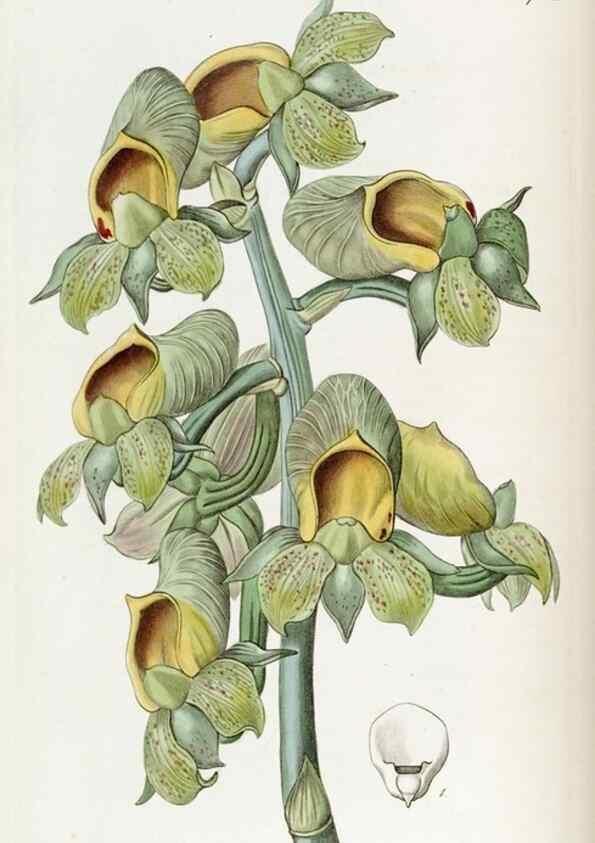 Reproducción/Reproduction 49822796802: Edwards's botanical register.. London :James Ridgway,1829-1847.. 
