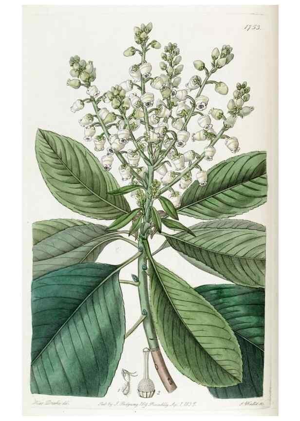 Reproducción/Reproduction 49821945998: Edwards's botanical register.. London :James Ridgway,1829-1847.. 