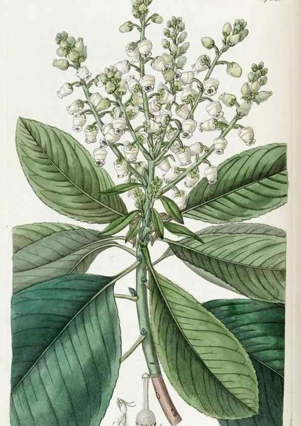 Reproducción/Reproduction 49821945998: Edwards's botanical register.. London :James Ridgway,1829-1847.. 