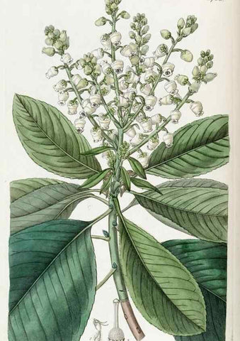Reproducción/Reproduction 49821945998: Edwards's botanical register.. London :James Ridgway,1829-1847.. 