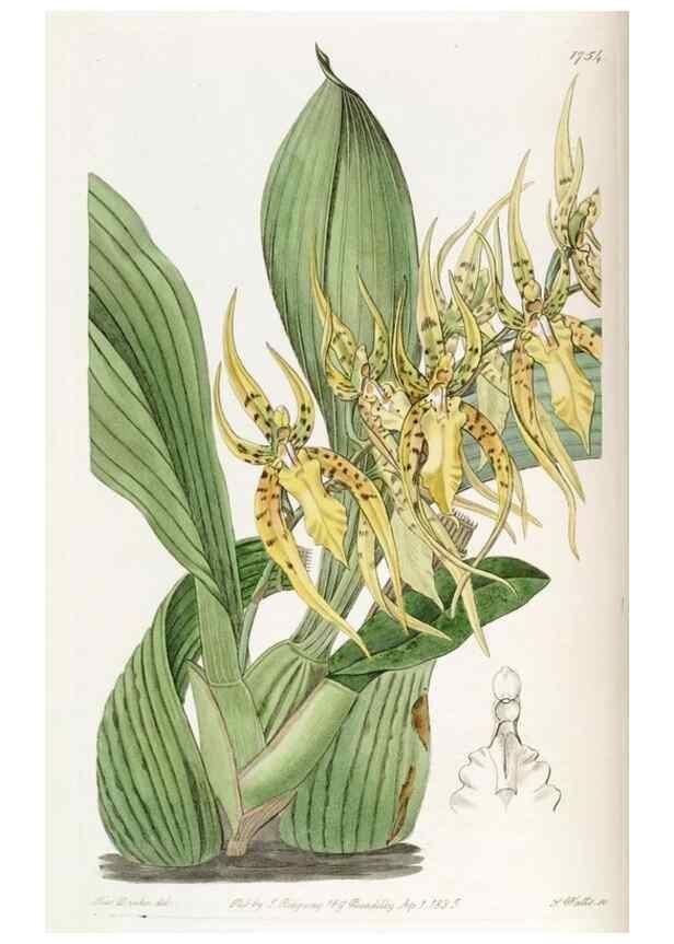 Reproducción/Reproduction 49822797677: Edwards's botanical register.. London :James Ridgway,1829-1847.. 