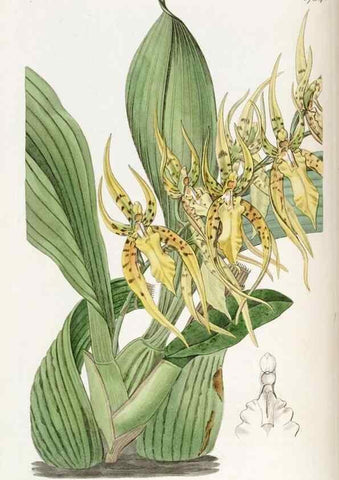 Reproducción/Reproduction 49822797677: Edwards's botanical register.. London :James Ridgway,1829-1847.. 