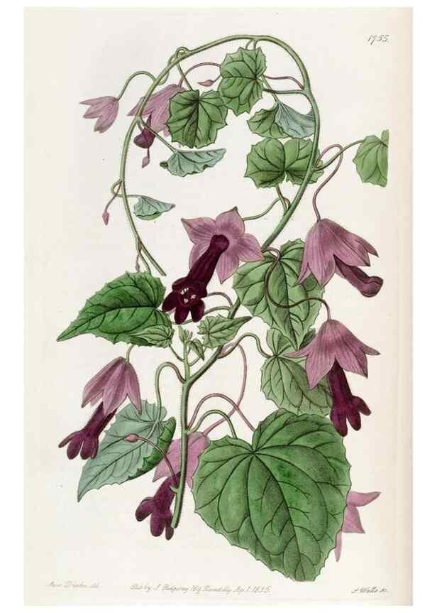 Reproducción/Reproduction 49821946728: Edwards's botanical register.. London :James Ridgway,1829-1847.. 