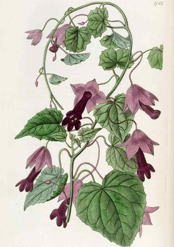 Reproducción/Reproduction 49821946728: Edwards's botanical register.. London :James Ridgway,1829-1847.. 