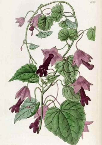 Reproducción/Reproduction 49821946728: Edwards's botanical register.. London :James Ridgway,1829-1847.. 