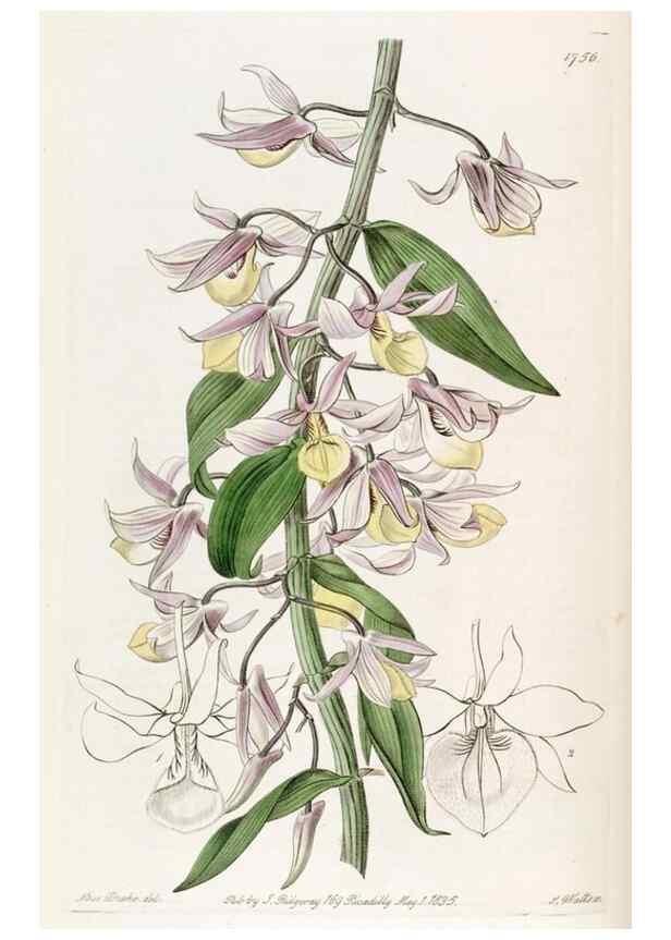 Reproducción/Reproduction 49822798357: Edwards's botanical register.. London :James Ridgway,1829-1847.. 