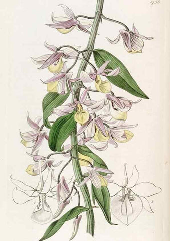 Reproducción/Reproduction 49822798357: Edwards's botanical register.. London :James Ridgway,1829-1847.. 