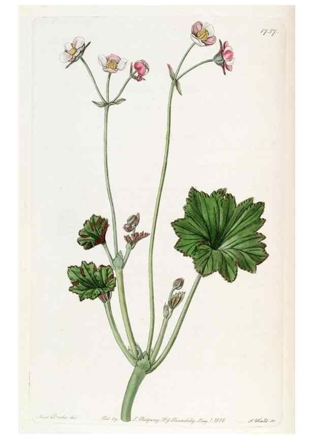 Reproducción/Reproduction 49822486196: Edwards's botanical register.. London :James Ridgway,1829-1847.. 