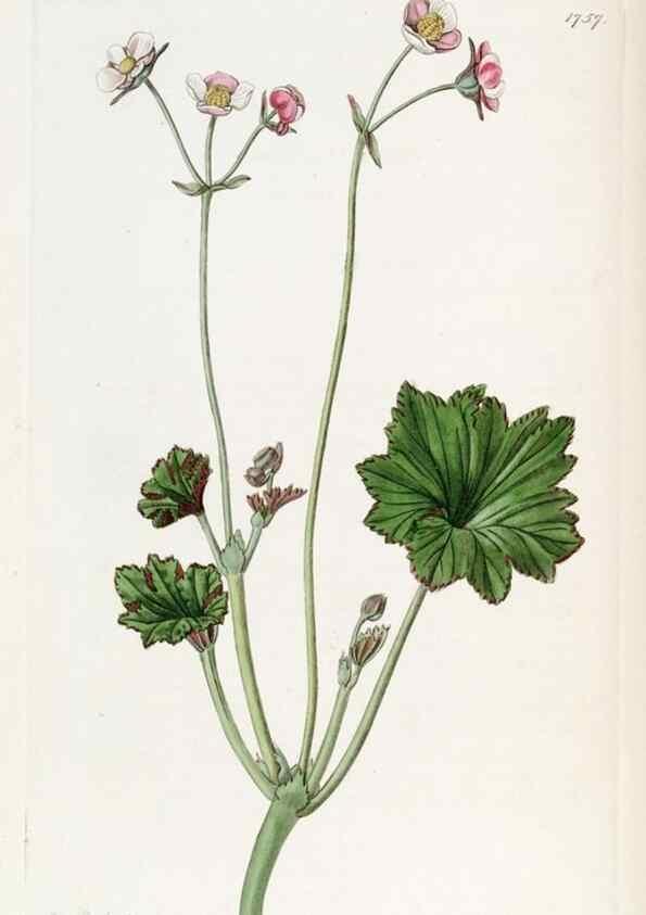 Reproducción/Reproduction 49822486196: Edwards's botanical register.. London :James Ridgway,1829-1847.. 