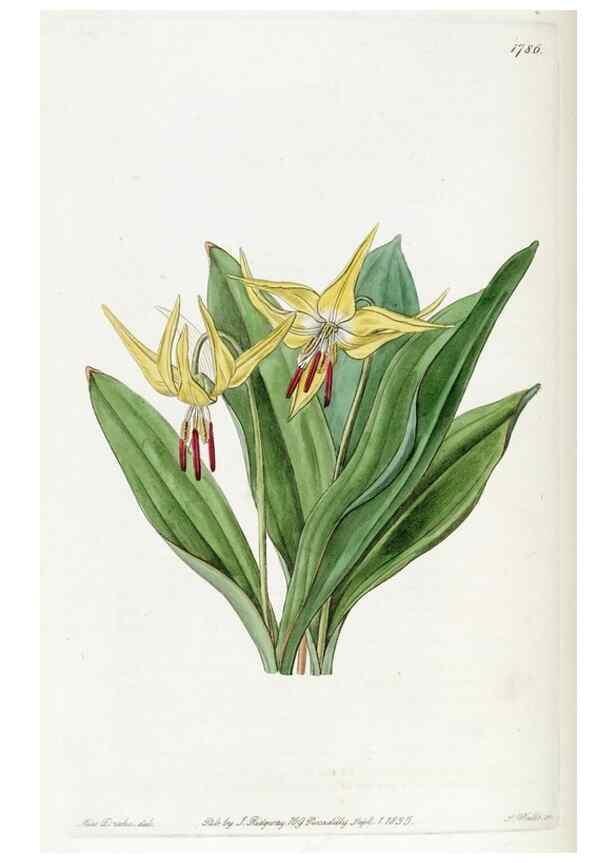 Reproducción/Reproduction 49822498251: Edwards's botanical register.. London :James Ridgway,1829-1847.. 