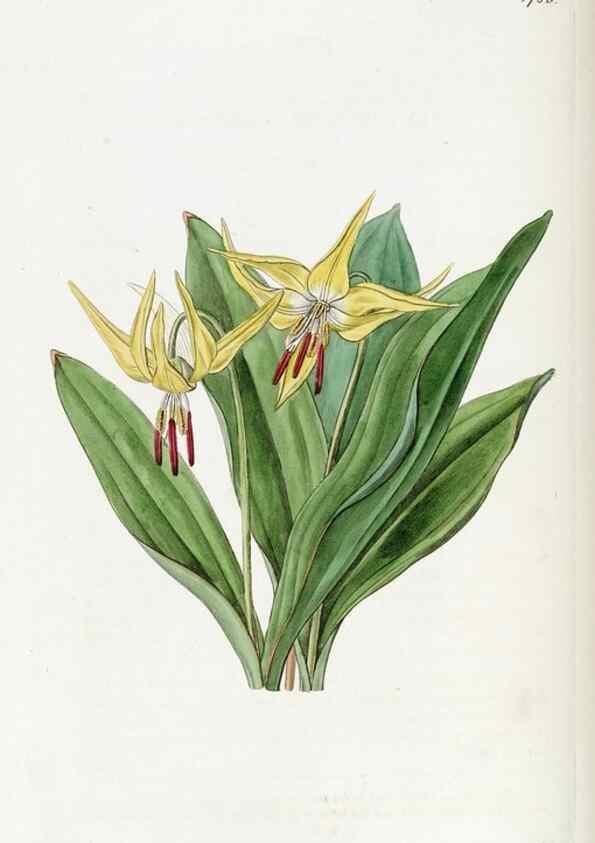 Reproducción/Reproduction 49822498251: Edwards's botanical register.. London :James Ridgway,1829-1847.. 