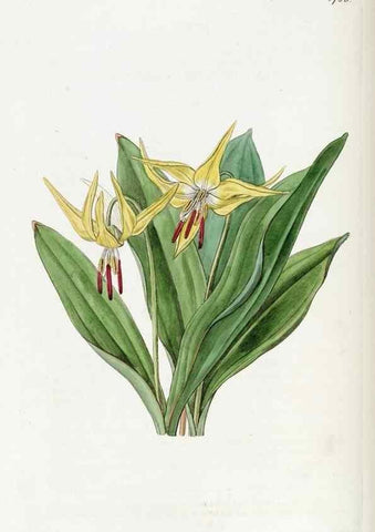 Reproducción/Reproduction 49822498251: Edwards's botanical register.. London :James Ridgway,1829-1847.. 