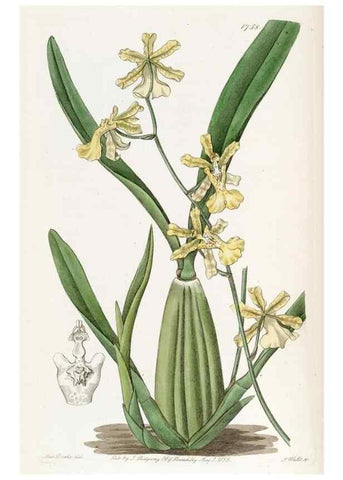 Reproducción/Reproduction 49822486496: Edwards's botanical register.. London :James Ridgway,1829-1847.. 
