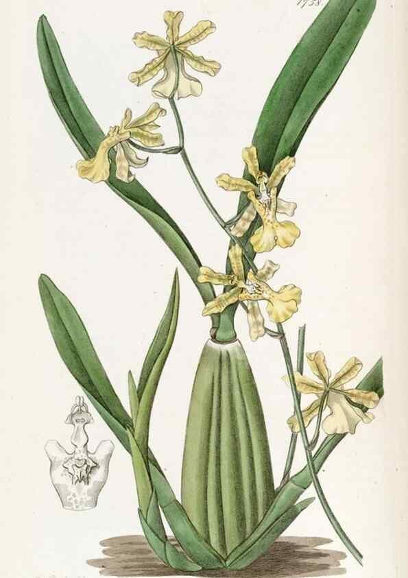 Reproducción/Reproduction 49822486496: Edwards's botanical register.. London :James Ridgway,1829-1847.. 