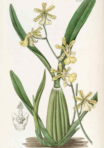 Reproducción/Reproduction 49822486496: Edwards's botanical register.. London :James Ridgway,1829-1847.. 