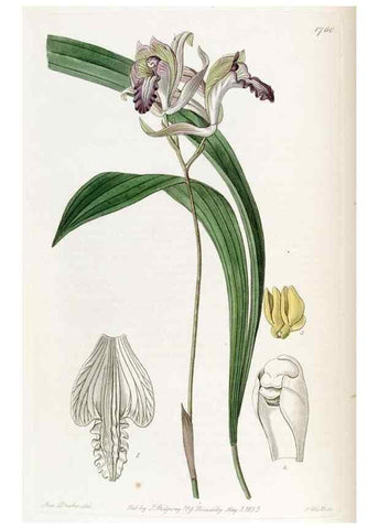 Reproducción/Reproduction 49822799967: Edwards's botanical register.. London :James Ridgway,1829-1847.. 