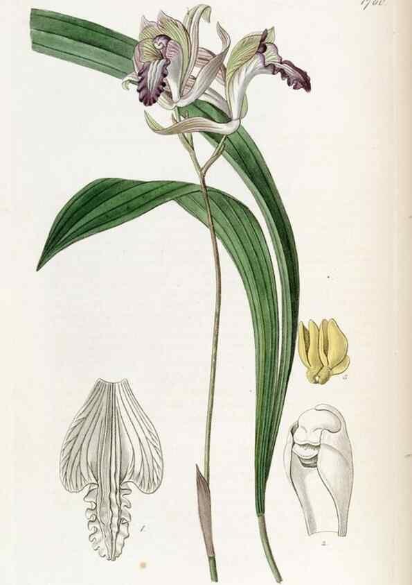Reproducción/Reproduction 49822799967: Edwards's botanical register.. London :James Ridgway,1829-1847.. 