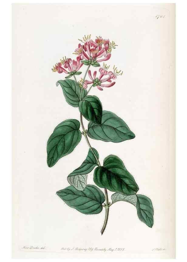 Reproducción/Reproduction 49821949113: Edwards's botanical register.. London :James Ridgway,1829-1847.. 