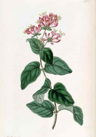 Reproducción/Reproduction 49821949113: Edwards's botanical register.. London :James Ridgway,1829-1847.. 