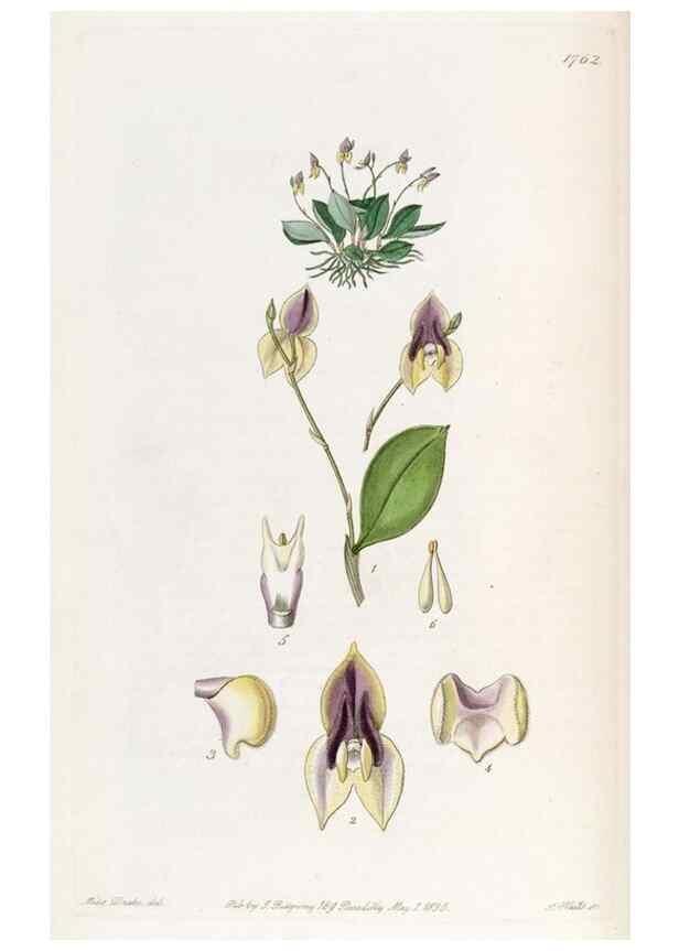 Reproducción/Reproduction 49822800727: Edwards's botanical register.. London :James Ridgway,1829-1847.. 