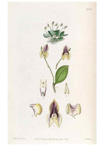 Reproducción/Reproduction 49822800727: Edwards's botanical register.. London :James Ridgway,1829-1847.. 
