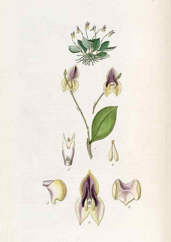 Reproducción/Reproduction 49822800727: Edwards's botanical register.. London :James Ridgway,1829-1847.. 