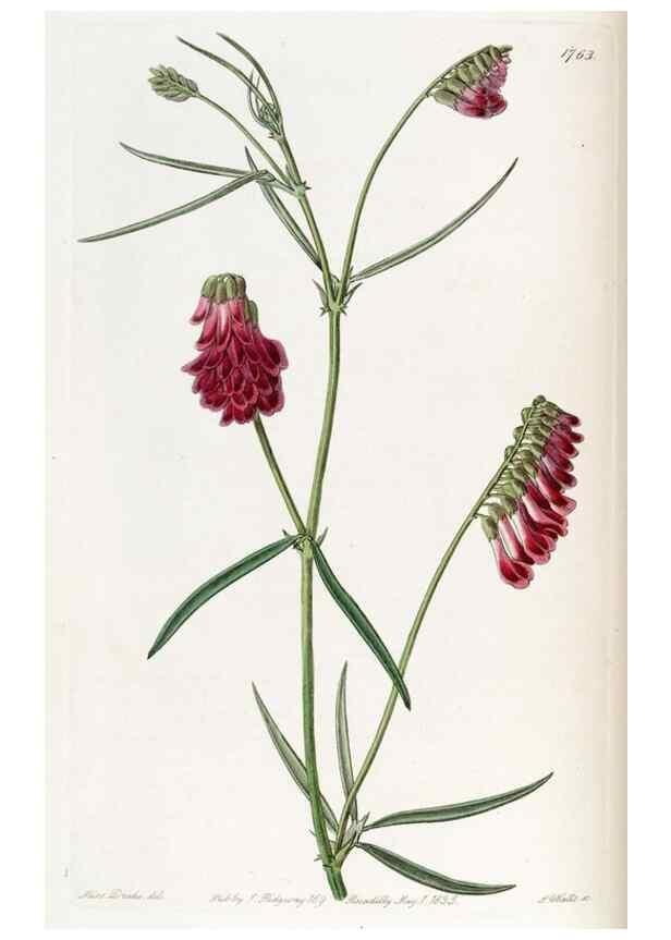 Reproducción/Reproduction 49822488551: Edwards's botanical register.. London :James Ridgway,1829-1847.. 