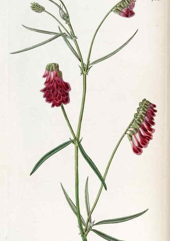 Reproducción/Reproduction 49822488551: Edwards's botanical register.. London :James Ridgway,1829-1847.. 