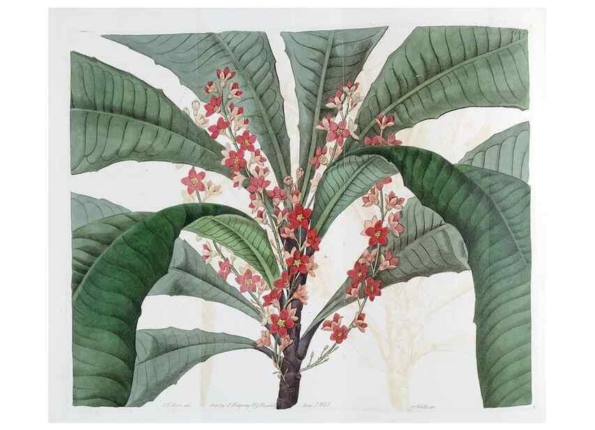 Reproducción/Reproduction 49822801682: Edwards's botanical register.. London :James Ridgway,1829-1847.. 