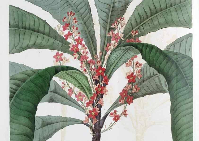 Reproducción/Reproduction 49822801682: Edwards's botanical register.. London :James Ridgway,1829-1847.. 