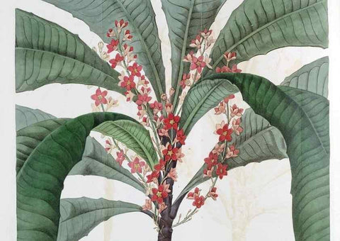 Reproducción/Reproduction 49822801682: Edwards's botanical register.. London :James Ridgway,1829-1847.. 