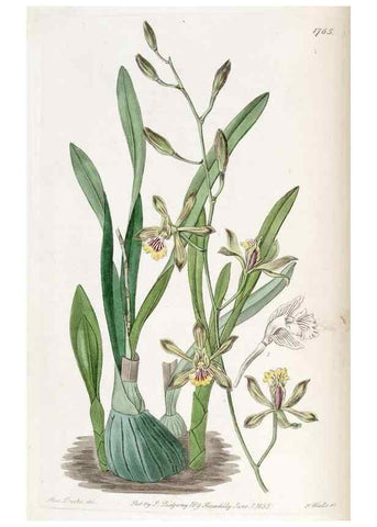 Reproducción/Reproduction 49822802032: Edwards's botanical register.. London :James Ridgway,1829-1847.. 