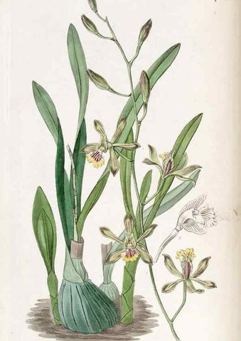 Reproducción/Reproduction 49822802032: Edwards's botanical register.. London :James Ridgway,1829-1847.. 