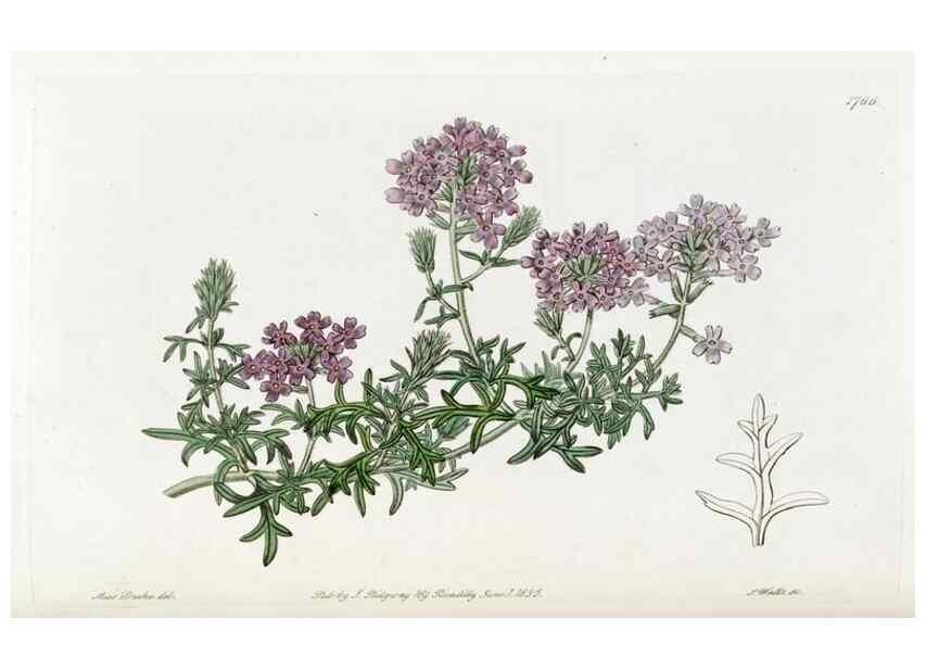 Reproducción/Reproduction 49822489811: Edwards's botanical register.. London :James Ridgway,1829-1847.. 