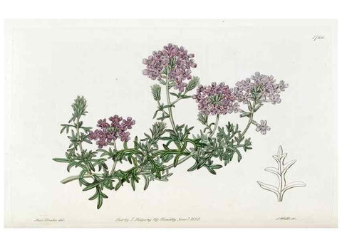 Reproducción/Reproduction 49822489811: Edwards's botanical register.. London :James Ridgway,1829-1847.. 