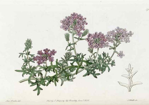 Reproducción/Reproduction 49822489811: Edwards's botanical register.. London :James Ridgway,1829-1847.. 