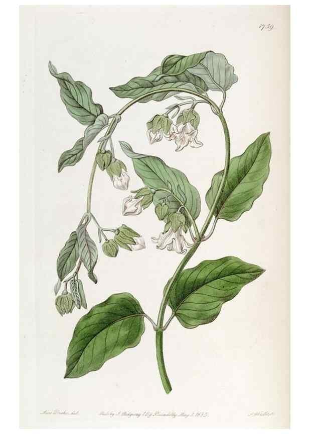 Reproducción/Reproduction 49822799622: Edwards's botanical register.. London :James Ridgway,1829-1847.. 