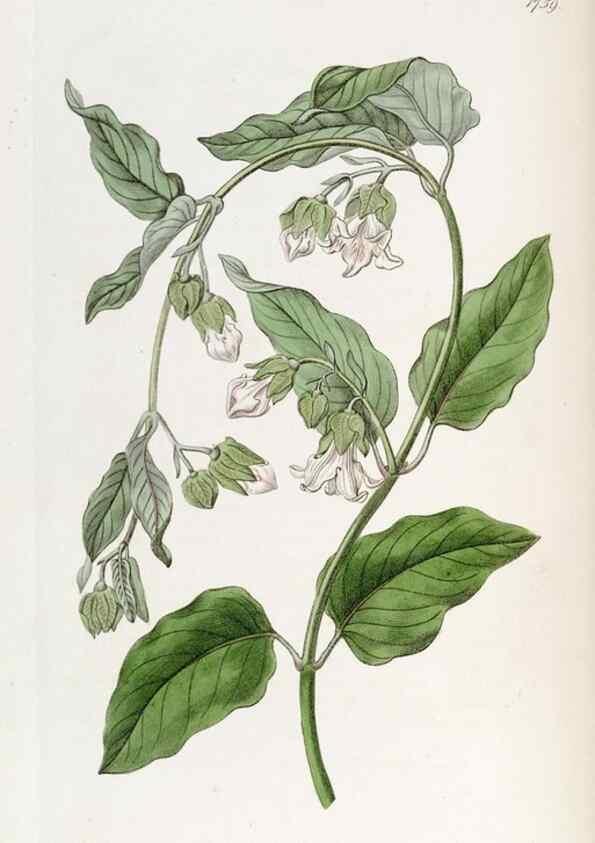 Reproducción/Reproduction 49822799622: Edwards's botanical register.. London :James Ridgway,1829-1847.. 
