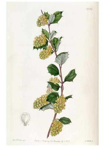 Reproducción/Reproduction 49822796062: Edwards's botanical register.. London :James Ridgway,1829-1847.. 