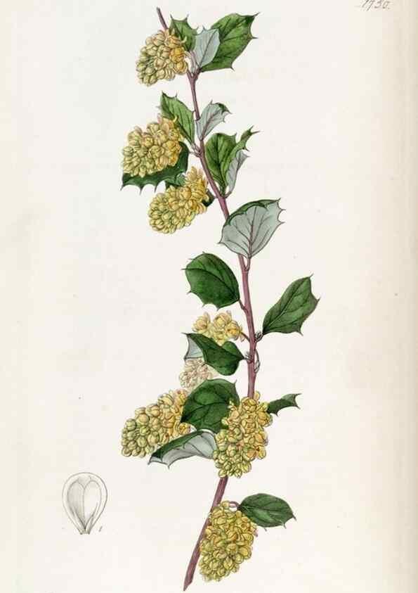 Reproducción/Reproduction 49822796062: Edwards's botanical register.. London :James Ridgway,1829-1847.. 