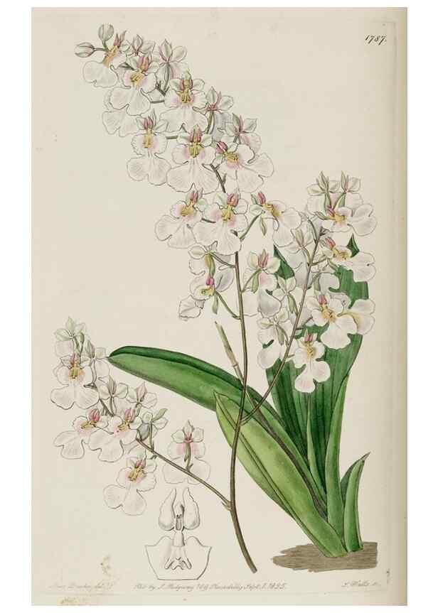 Reproducción/Reproduction 49822811727: Edwards's botanical register.. London :James Ridgway,1829-1847.. 